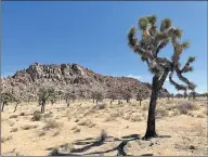  ?? DAVID ALLEN STAFF ?? Joshua Tree National Park is named for the iconic, hardy tree.