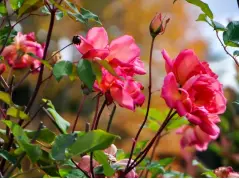  ?? ?? ABOVE Heritage China rose ‘Comtesse du Cayla’ raised by French rose grower P. Guillot in 1902; heat and drought tolerant, with lighter twiggy growth and excellent repeat flowering until late in the season; needs only light pruning. Flower colour intensifie­s as the bloom ages.