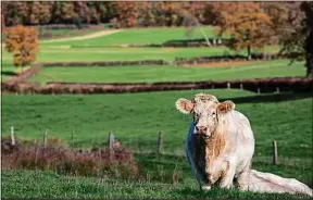  ??  ?? La campagne bourguigno­nne ne serait pas la même sans la charolaise.