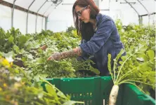  ?? John Lee / Special to The Chronicle 2017 ?? Katina Connaughto­n harvests vegetables from the SingleThre­ad greenhouse. The restaurant recently purchased a larger farm in Healdsburg.