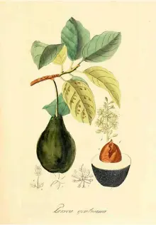  ??  ?? Ilustració­n aparecida en Flora medica (1828), del botánico e ilustrador alemán David Nathaniel Friederich Dietrich (1800-1888).