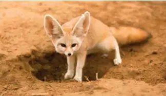  ?? Foto: www.flikcr.com ?? ‘n Woestynvos (vulpes zerda) soos hierdie is vandeeswee­k deur CapeNature by ‘n woning in Hartenbos verwyder omdat die aanhou daarvan onwettig in die Wes-Kaap is.