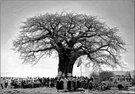  ?? TONY KARUMBA/GETTY-AFP 2010 ?? Mysterious deaths are striking the largest and oldest African baobab trees, reports a paper in Nature Plants.