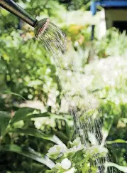  ?? [THINKSTOCK PHOTO] ?? Watering needs vary dramatical­ly based on your type of soil, depth of soil, type of plants, how much sun or shade they receive, the size of the plants, whether they are new plantings or establishe­d plantings.