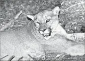  ?? National Park Service ?? LAST YEAR, the state issued 265 permits to kill pumas, resulting in 107 deaths. Above, P-45.