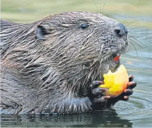  ??  ?? Wild beavers hark back to a Scotland that no longer exists.