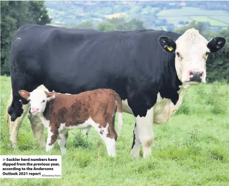  ?? Athwenna Irons ?? Suckler herd numbers have dipped from the previous year, according to the Andersons Outlook 2021 report