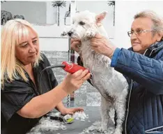  ?? Fotos: Ulrich Wagner ?? Etwa drei Mal im Jahr wird die Hündin geschoren.