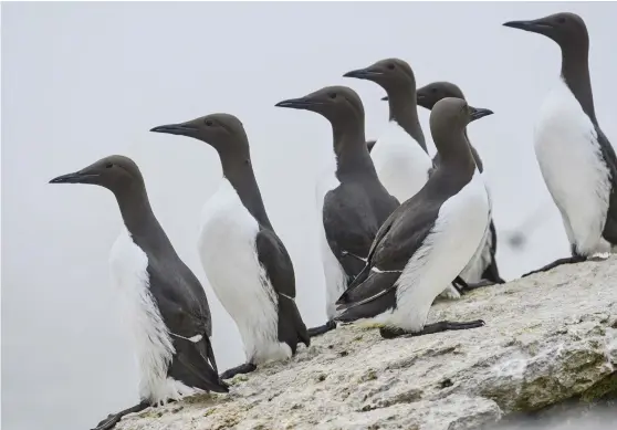  ?? FOTO: OLOF OLSSON/TT- BSP-WWF ?? Sillgrissl­or trivs på klipphyllo­r vid havet.