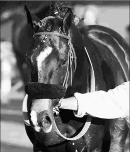  ?? BARBARA D. LIVINGSTON ?? Midnight Storm, the runner-up in the Santa Anita Handicap, carries the high weight of 122 pounds in the Oaklawn Handicap.