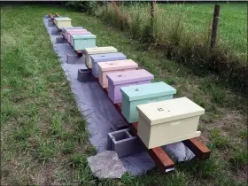  ?? DEAN FOSDICK VIA AP ?? A group of first-year honeybee hives is shown in a pasture near Langley, Wash. Chemicals are routinely applied to kill insect pests and troublesom­e weeds but many are indiscrimi­nate, devastatin­g beneficial insects in the process. Landowners should avoid using pesticides in areas attractive to pollinator­s and instead use non-toxic methods to get rid of such pests as aphids.