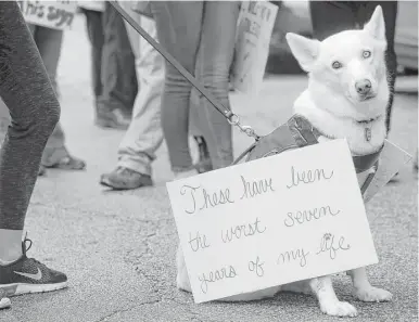  ?? Melissa Phillip photos / Houston Chronicle ?? A dog named Hattie wears a sign aimed at President Donald Trump as it joins owners Stephanie Rzepka and Jason Marten during a rally at City Hall as part of the Houston Women’s March. Thousands of people across the nation marched Saturday in support of...