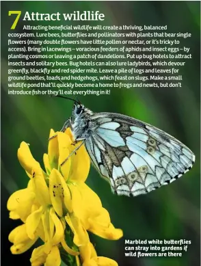  ??  ?? Marbled white bu erflies can stray into gardens if wild flowers are there