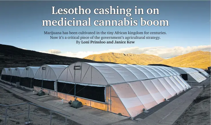  ?? PHOTOS BY BLOOMBERG ?? Lights illuminate the interior of greenhouse­s at MG Health Ltd’s facility in central Lesotho.
LEFT
A technician analyses a sample of cannabis inside the LuCan laboratory.