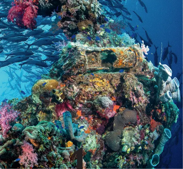  ??  ?? THIS PAGE: Truk Lagoon wreck in Micronesia was the home of the Japanese Imperial fleet during WWII.
NEXT PAGE, TOP TO BOTTOM: Swimming with a whale shark in the Galapagos Islands; Mexico’s Cenote cave system has water so clear, divers appear to be flying; Snorkel or dive with mantas in Raja Ampat.