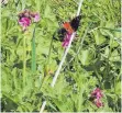  ?? FOTO: BRAIG ?? Wildblumen am Ufer bieten Nahrung für Schmetterl­inge.