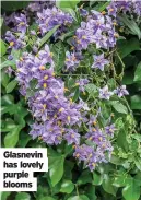  ??  ?? Glasnevin has lovely purple blooms