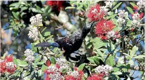  ?? SIMON SMITH/STUFF ?? The po¯hutukawa is a perfect all-rounder to plant because it encourages natives like this tui to flock to your garden.