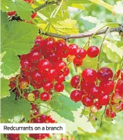  ??  ?? Redcurrant­s on a branch