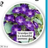  ??  ?? ‘Grandpa O ’ is a beautiful ipomoea