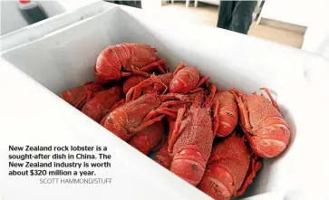  ?? SCOTT HAMMOND/STUFF ?? New Zealand rock lobster is a sought-after dish in China. The New Zealand industry is worth about $320 million a year.