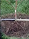  ?? LEE REICH VIA AP ?? This undated photo shows a bare root tree being planted in New Paltz, N.Y. A cone-shaped hole about twice the width of root spread and just deep enough to get the tree in the ground is one step in getting this bare-root tree off to a good start.