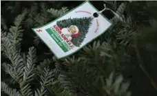  ?? ANDREW FRANCIS WALLACE/TORONTO STAR ?? A tree waits at Clembrook Christmas Farm in Milton. Canadian Christmas tree exports are falling as more American trees flood U.S. market.