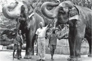  ??  ?? Visionary conservati­onist: Lyn de Alwis with his favourites in the Dehiwala Zoo-- Elelphants