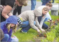  ?? Ned Gerard / Hearst Connecticu­t Media ?? Students plant flowers in a pollinator garden as part of a unified wellness class at Joel Barlow High School, in Redding on May 28.