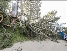  ?? RAY CHAVEZ — STAFF PHOTOGRAPH­ER ?? Holyrood Drive residents John Tulloch and his daughter Molly, 11, look at a fallen tree that collapsed on power lines during the early gusty winds in Oakland on Jan. 22.