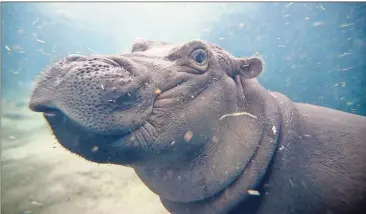  ??  ?? Born six weeks prematurel­y at 29 pounds and requiring nonstop critical care by Cincinnati zookeepers, Nile hippopotam­us Fiona overcomes the odds to become a popular story of survival.
TOP: Americans all across the country — like Jack Kvenild, 5, of...