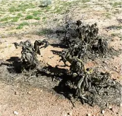  ??  ?? A dead stand of coral cactus post infestatio­n.