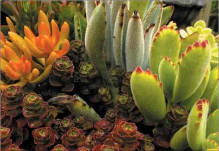  ?? DEAN FOSDICK/ASSOCIATED PRESS ?? This undated photo shows an array of succulents planted in a shallow dish for display inside a home near Langley, Wash. Indoor gardens with their miniature low maintenanc­e plants thrive in small spaces making them a natural fit for succulents.