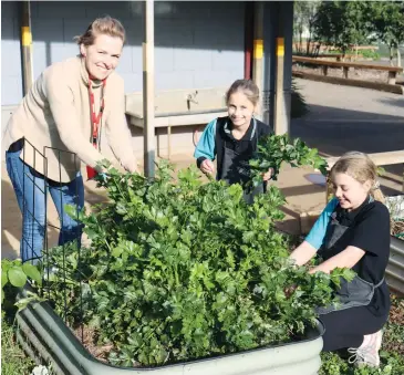  ??  ?? Piicking celery from the Warragul Primary School garden patch are parent Irena Otrubova with Year 4 students Saige Rice and Keety Jones.