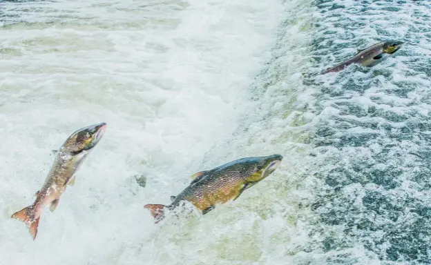  ??  ?? Above, left: David Profumo fishing the Bridge Pool on the River Laxford. Above: little stands in the salmon’s way during migration