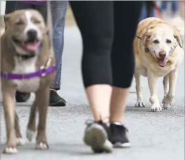  ?? KEVIN JOHNSON — SANTA CRUZ SENTINEL ?? One of the greatest challenges for Wag and Rover is persuading owners to entrust pets to people they don’t know. Both say contractor­s go through a grueling screening process. Rover says about 1 percent of people who apply make the cut.