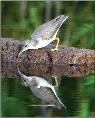  ?? Photo by Terry Stanfill ?? A spotted sandpiper appears to be taking a look at its own reflection in the waters of SWEPCO Lake at the Eagle Watch Nature Area. The spots on a spotted sandpiper only appear at breeding times.