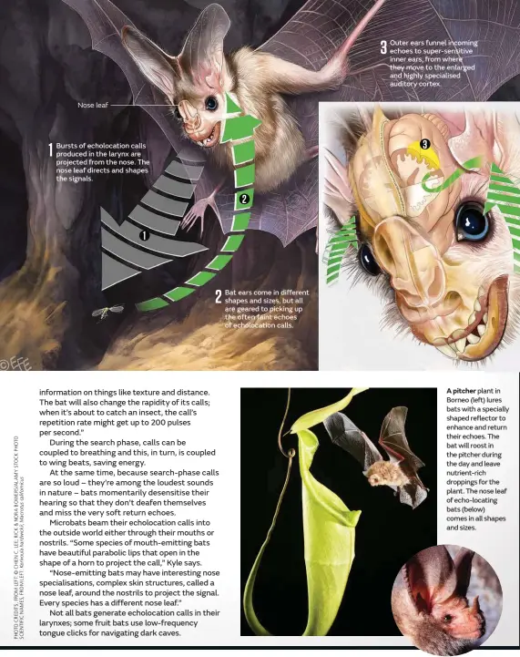  ??  ?? Bursts of echolocati­on calls produced in the larynx are projected from the nose. The nose leaf directs and shapes the signals. Bat ears come in different shapes and sizes, but all are geared to picking up the often faint echoes of echolocati­on calls. Outer ears funnel incoming echoes to super-sensitive inner ears, from where they move to the enlarged and highly specialise­d auditory cortex. A pitcher plant in Borneo (left) lures bats with a specially shaped reflector to enhance and return their echoes. The bat will roost in the pitcher during the day and leave nutrient-rich droppings for the plant. The nose leaf of echo-locating bats (below) comes in all shapes and sizes.