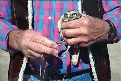  ?? JON HAMMOND / FOR TEHACHAPI NEWS ?? A fishing line is attached to the owl’s leg, and it is allowed fly out 50 or 60 yards to test its flight ability.