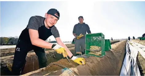  ?? RP-FOTO: JÖRG KNAPPE ?? Christian Lottmann (l.) gehört zu den Schülern, die zurzeit am Hof der Familie Brinkman bei der Spargelern­te mit anpacken.