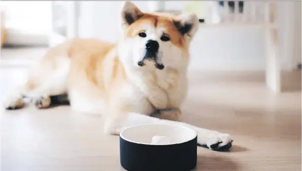  ?? MAGISSO ?? Magisso’s Happy Pet Project bowls use a cooling technology that, after soaking in water for 60 seconds, will stay cold for hours. ($39.26-$72.54, frontgate.com)