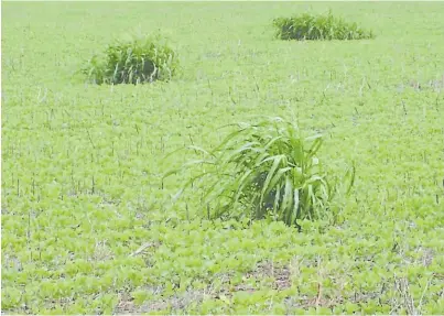  ??  ?? Resistente­s. Un lote de soja con sorgo de alepo en el NOA, una postal muy típica de los últimos años.