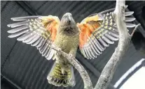  ?? PHOTO: STEPHEN JAQUIERY ?? A female kea at Dunedin Botanic Garden.