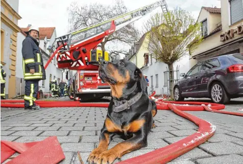  ?? Foto: Annette Zoepf ?? Die sechseinha­lb Jahre alte Rottweiler Dame Tessy hat am frühen Morgen des Karfreitag zwei Menschen das Leben gerettet. Das Tier bemerkte einen Brand und weckte die Bewohner, indem sie auf deren Bett sprang und Alarm schlug.