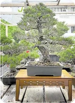  ?? ?? This tree is a 50-year-old Japanese Black Pine imported from Takamatsu, Japan, and sustainabl­y developed from nursery stock.