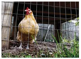  ??  ?? Health officials are warning chicken owners to refrain from snuggling their poultry. Salmonella bacteria can spread from the birds’ feathers, feet and beaks. Ohio has reported the most cases so far this year, with 37.