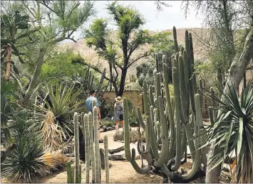  ?? JACKIE BURRELL — BAY AREA NEWS GROUP ?? Palm Springs actor Chester Moorten and his botanist wife, Patricia, establishe­d the Moorten Botanical Garden in 1938, gathering some 3,000 specimens of desert plants from the region, as well as from around the world.