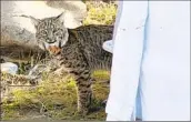  ?? San Diego Humane Society ?? A BOBCAT believed to have been struck by a vehicle was released into Mission Trails Regional Park.