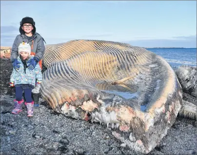  ??  ?? CAPE BRETON POST Ajhen Deschamps, 7, of St. Peter’s, and his sister Arielle, 2, stand next to a whale carcass that washed ashore on a beach near St. Esprit, Richmond County.