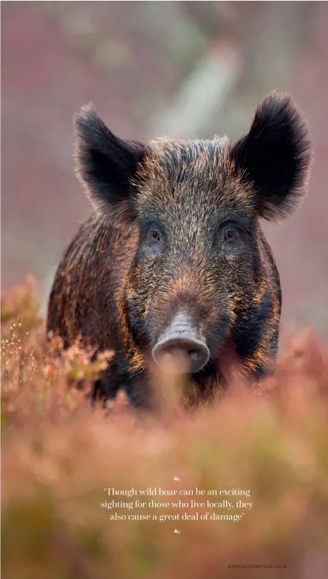  ??  ?? Right: Wild boar are nocturnal and rarely seen in Scotland. Opposite: Boar piglets are known as ‘humbugs’.